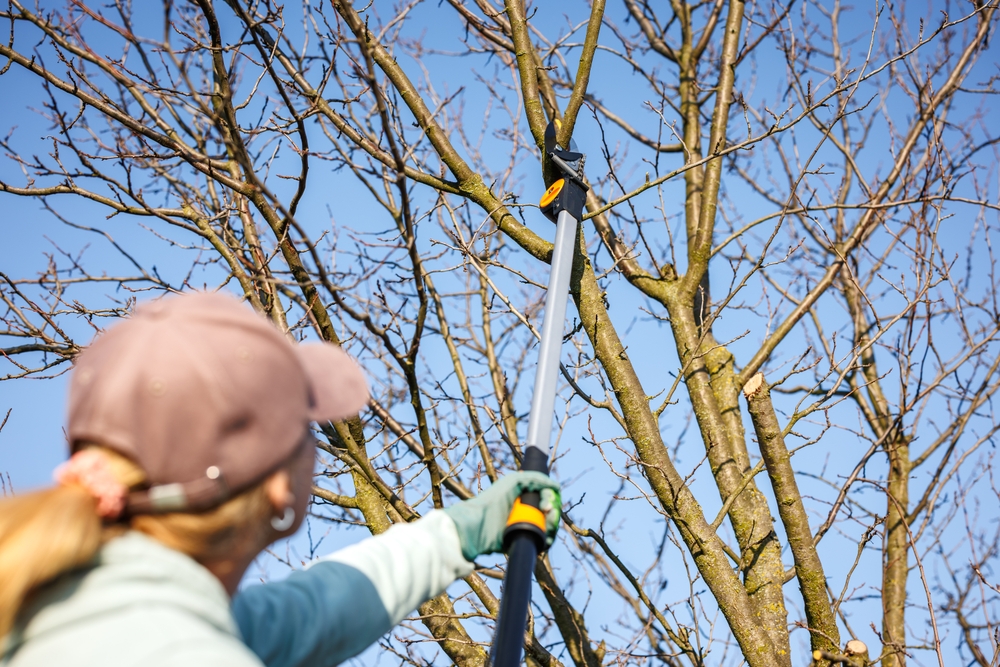 ¿Qué podadora deberías comprar?