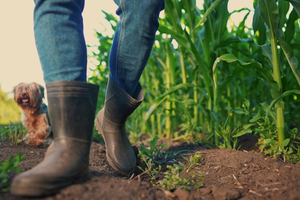 ¿Cuáles son las mejores botas para trabajar en el campo?